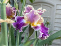 Montmartre Bearded Iris