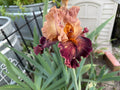 Turkish Tapestry Bearded Iris